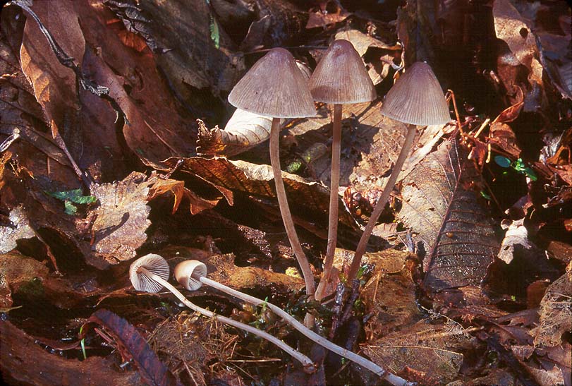 Mycena hudsoniana